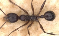 Aphaenogaster famelica casent0900455 d 1 high.jpg