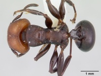 Atopomyrmex mocquerysi casent0178286 dorsal 1.jpg