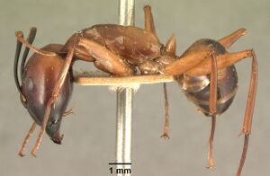 Camponotus maculatus casent0101338 profile 1.jpg
