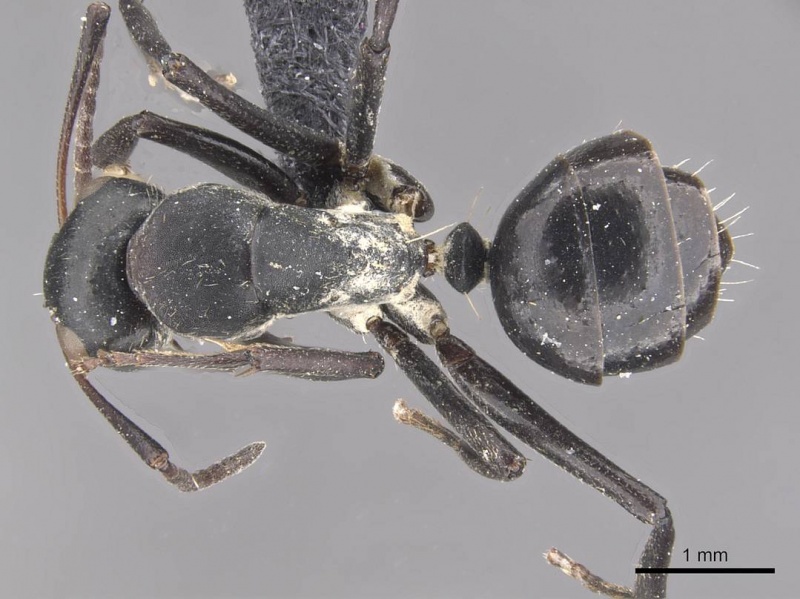 File:Camponotus olivieri casent0910488 d 1 high.jpg