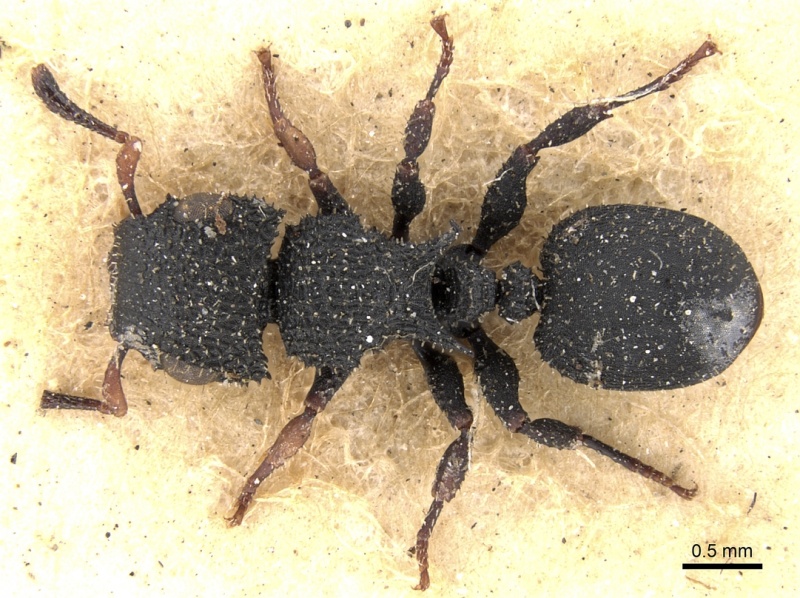 File:Cataulacus setosus D casent0280800.jpg