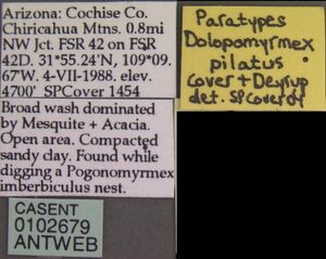 Dolopomyrmex pilatus casent0102679 label 1.jpg