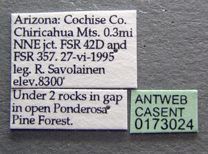 Formica wheeleri casent0173024 label 1.jpg