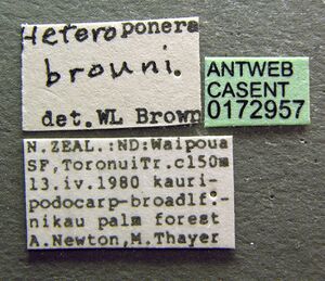 Heteroponera brounii casent0172957 label 1.jpg