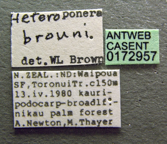 File:Heteroponera brounii casent0172957 label 1.jpg