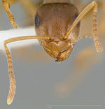 Lasius neoniger casent0005403 head 1.jpg