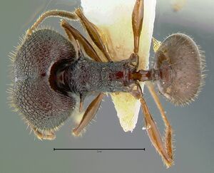 Pheidole-quadricuspisDM2.5x.jpg