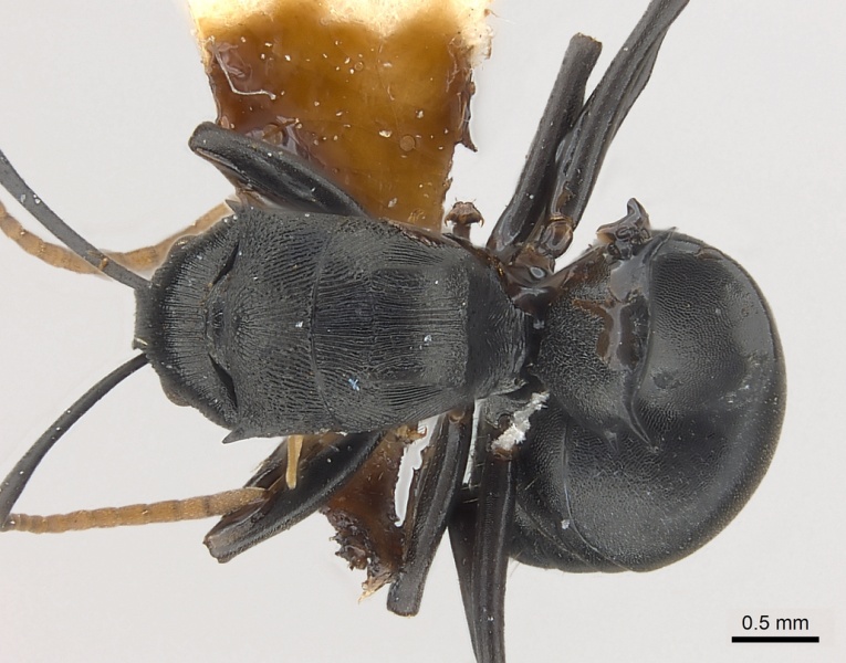 File:Polyrhachis latharis casent0227532 d 1 high.jpg