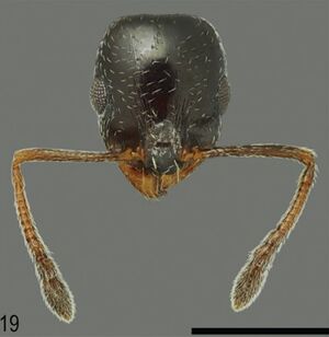 Temnothorax exilis F19.jpg