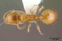 Temnothorax exilis casent0010685 dorsal 1.jpg