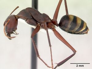 Camponotus aurocinctus casent0172175 profile 1.jpg