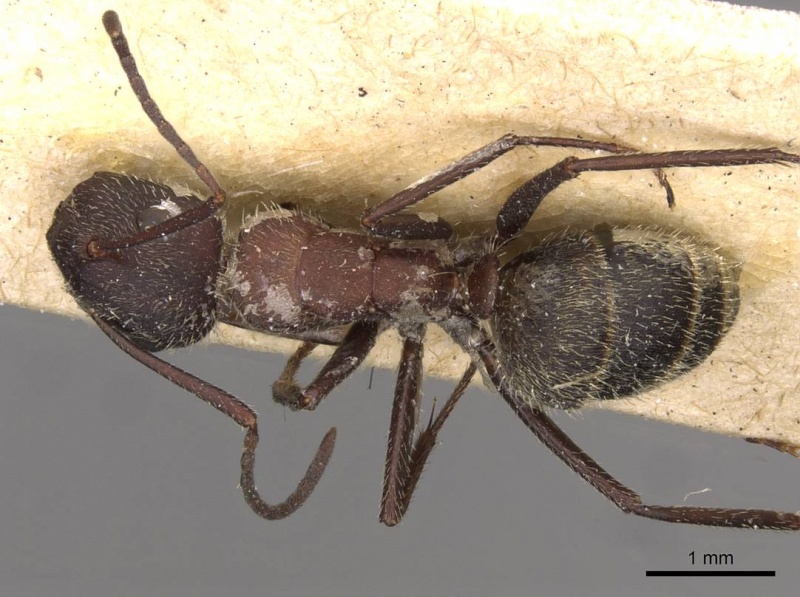 File:Camponotus rubrithorax casent0910717 d 1 high.jpg