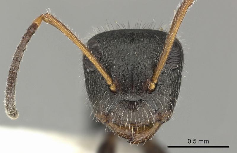 File:Camponotus senex inbiocri002280890 h 1 high.jpg