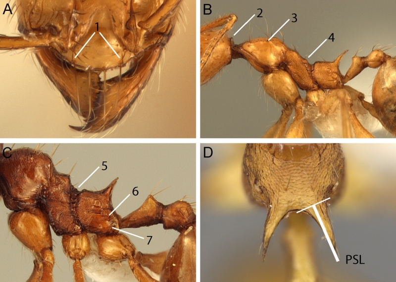 File:Fig 1 Pheidole pulchella.jpg