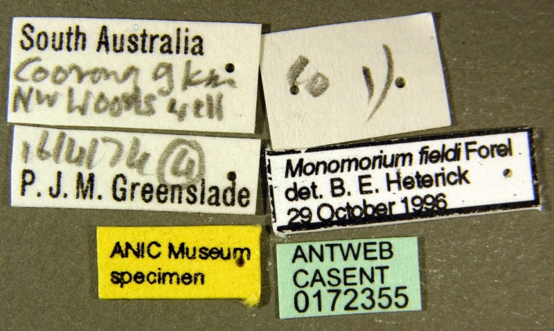 File:Monomorium fieldi casent0172355 label 1.jpg