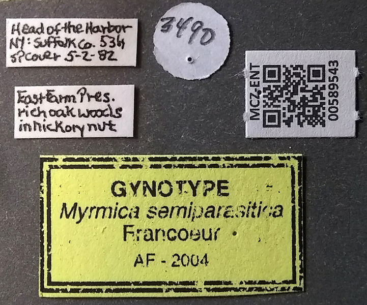 File:Myrmica semiparasitica label MCZ-ENT00589543.jpg