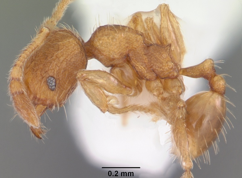 File:Pheidole dentigula casent0104394 profile 1.jpg