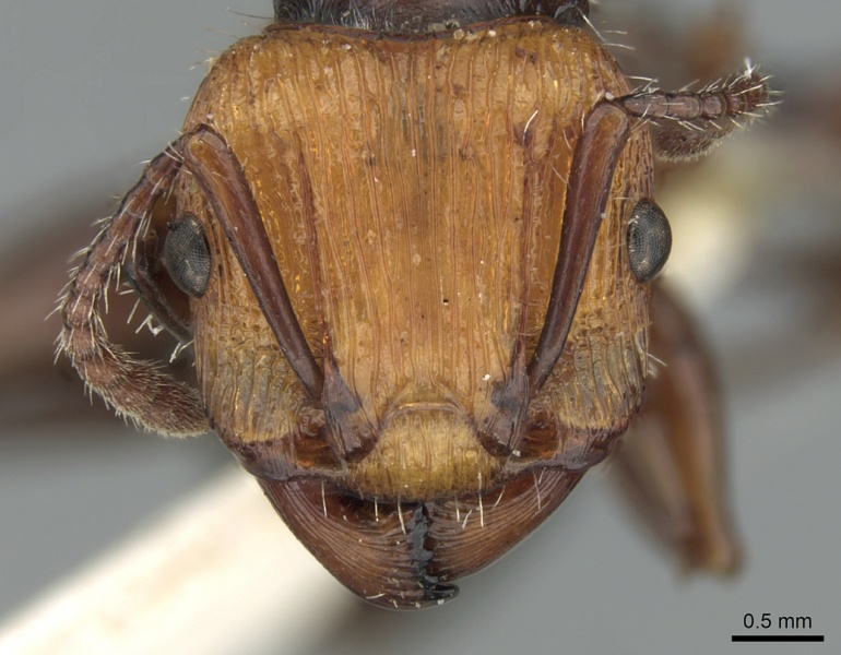 File:Podomyrma abdominalis casent0906188 h 1 high.jpg