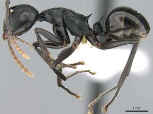 Polyrhachis queenslandica casent0906580 p 1 high.jpg