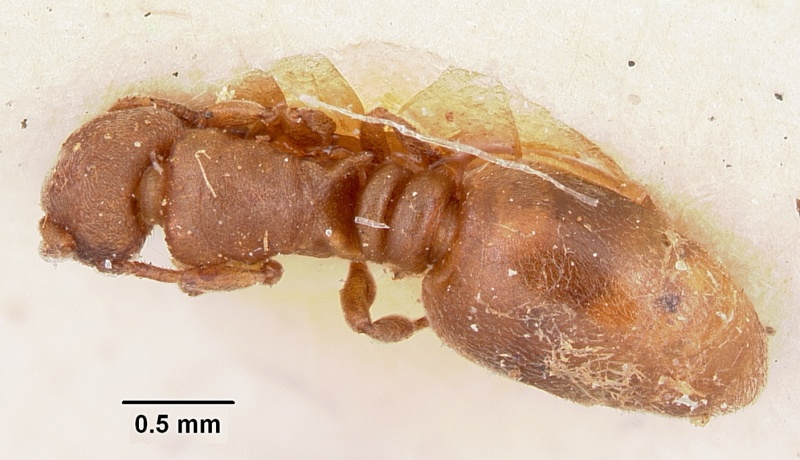 File:Stereomyrmex horni casent0101263 dorsal 1.jpg