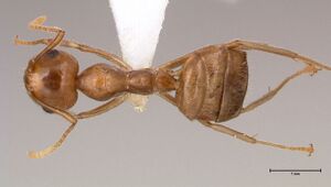 Camponotus-asli-am-lg.jpg