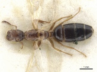 Camponotus phragmaticola casent0903592 d 1 high.jpg