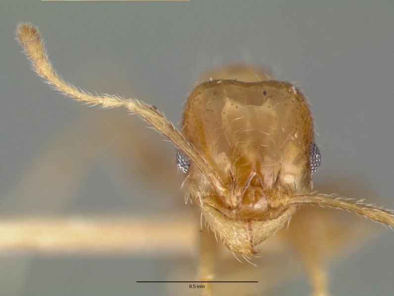 File:Pheidole tepicana castype00635 head 1.jpg