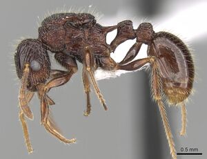 Tetramorium adamsi casent0247302 p 1 high.jpg