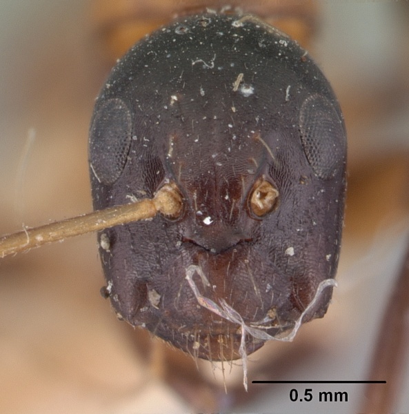 File:Camponotus dromedarius pulcher casent0101532 head 1.jpg