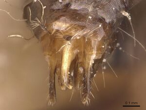 Camponotus hermanni casent0905490 p 3 high.jpg