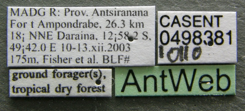 File:Cataulacus wasmanni casent0498381 label 1.jpg