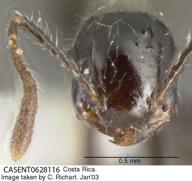 File:Crematogaster raptor casent0628116 h 1 high.jpg