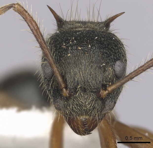 File:Dolichoderus superaculus casent0249650 h 1 high.jpg