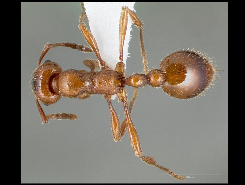 File:Manica hunteri casent0005698 dorsal 1.jpg