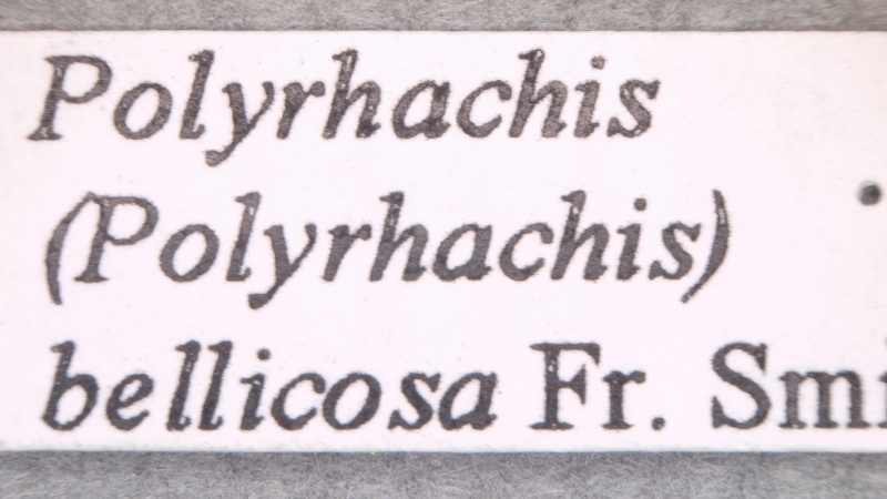 File:Polyrhachis bellicosa label2 AntWiki.jpg