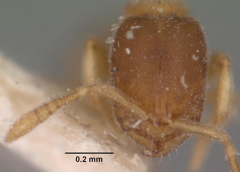 File:Prionopelta kraepelini casent0102524 head 1.jpg