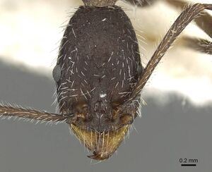 Aphaenogaster espadaleri casent0915436 h 1 high.jpg