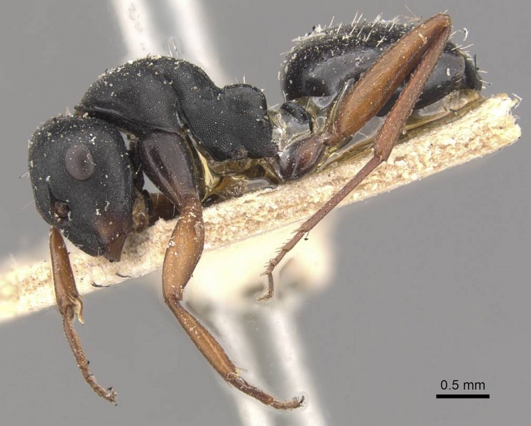 File:Camponotus scalaris casent0910463 p 1 high.jpg