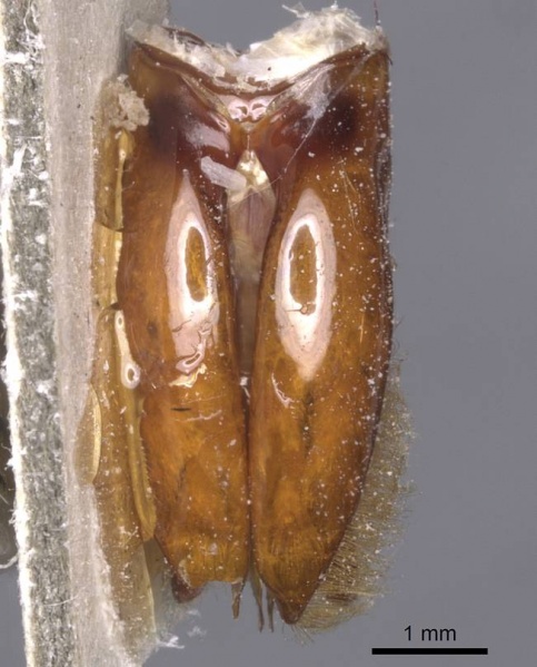 File:Dorylus acutus casent0911275 p 4 high.jpg