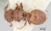 Meranoplus radamae casent0101238 dorsal 1.jpg