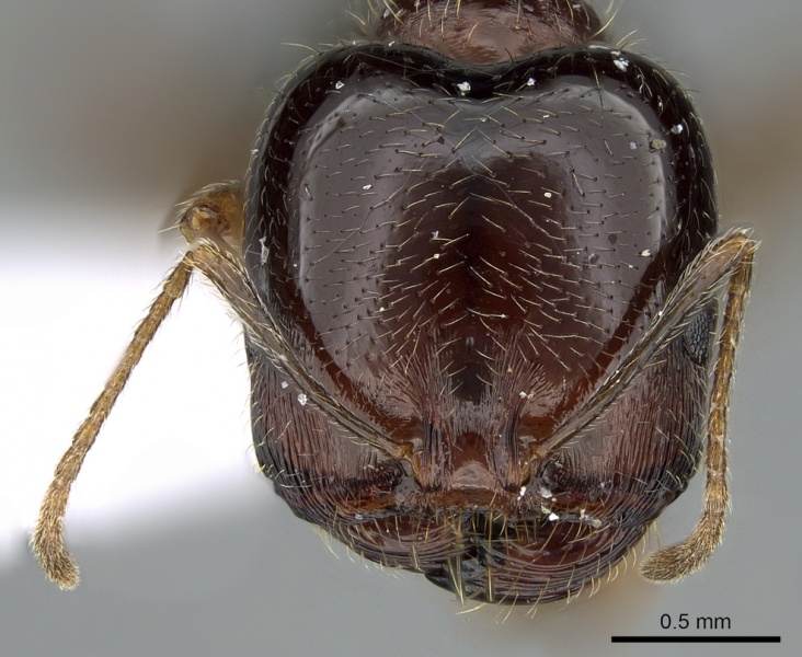 File:Monomorium perplexum casent0281551 h 1 high.jpg