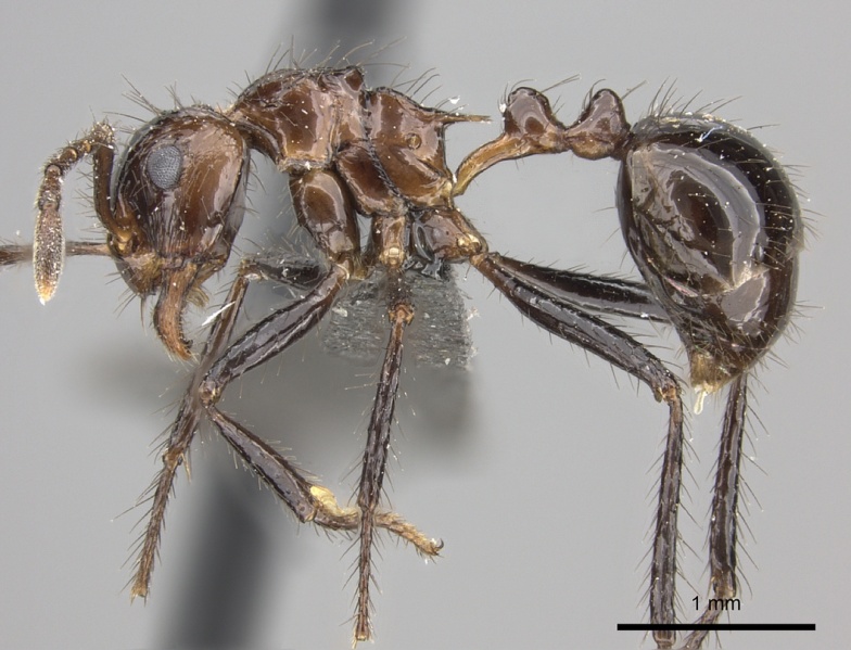 File:Myrmicaria fusca casent0235939 p 1 high.jpg