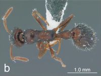 Nesomyrmex ruani D.jpg