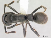 Pachycondyla striata casent0178185 dorsal 1.jpg