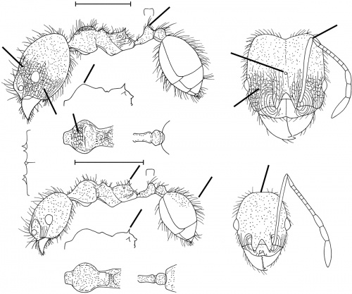 Pheidole cielana Wilson 2003.jpg