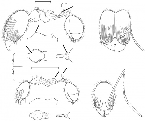 Pheidole trageri Wilson 2003.jpg