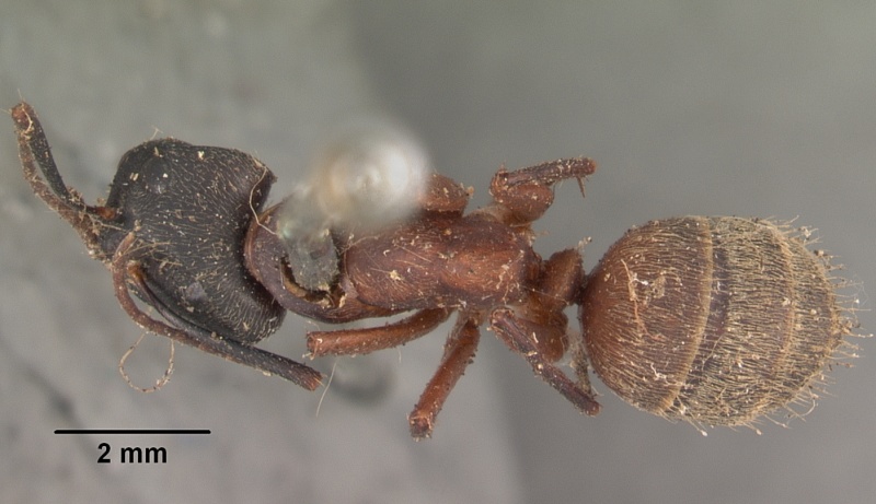 File:Camponotus chromaiodes casent0102534 dorsal 1.jpg
