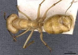 Camponotus mystaceus exsanguis casent0909949 d 1 high.jpg