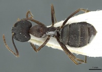 Camponotus orinus casent0911644 d 1 high.jpg