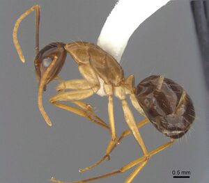 Camponotus tol antweb1008906 p 1 high.jpg